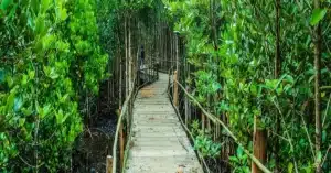 mangrove trimming rules