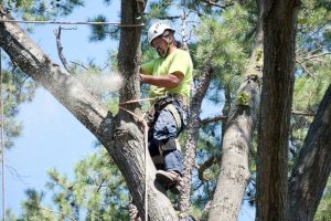 man trimming an oak tree