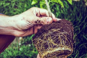 How to Care For Your Tree Roots