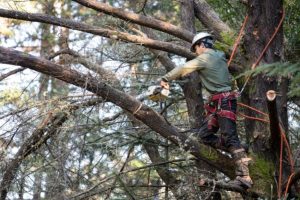 Pros and Cons of Cutting down Trees