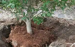 Tree Relocating