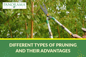 types of pruning