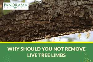 live tree limb