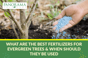 best fertilizer for evergreen trees