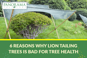 lion tailing trees