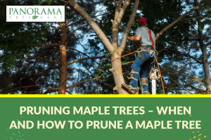 pruning maple trees