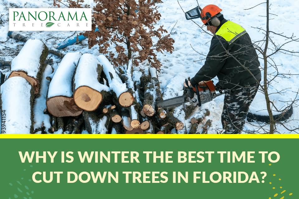 best time to cut down down trees