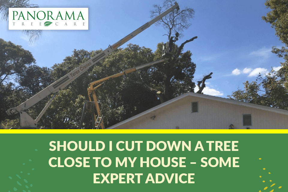 should I cut down tree close to a house