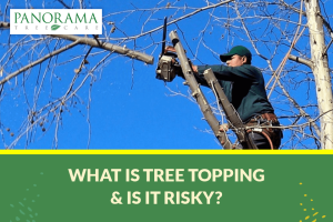 What-is-Tree-Topping