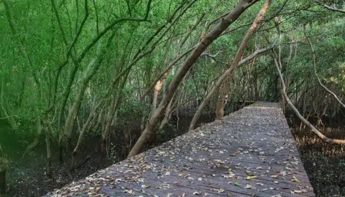 mangrove trimming