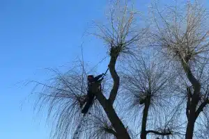 tree crown reduction