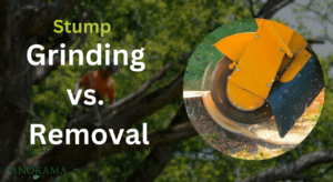 Stump Grinding vs. Removal