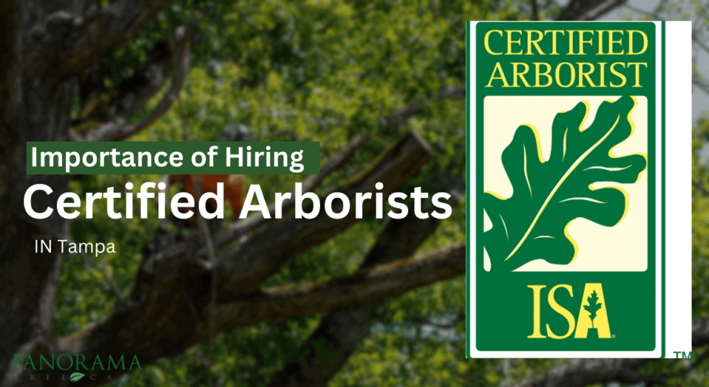 Importance of Hiring Certified Arborists