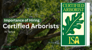Importance of Hiring Certified Arborists