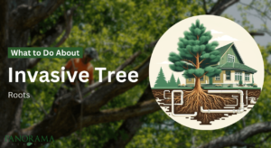 Invasive Tree Roots