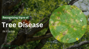 Recognizing Signs of Tree Disease in Florida Trees
