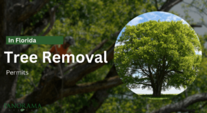Tree Removal Permits in Florida