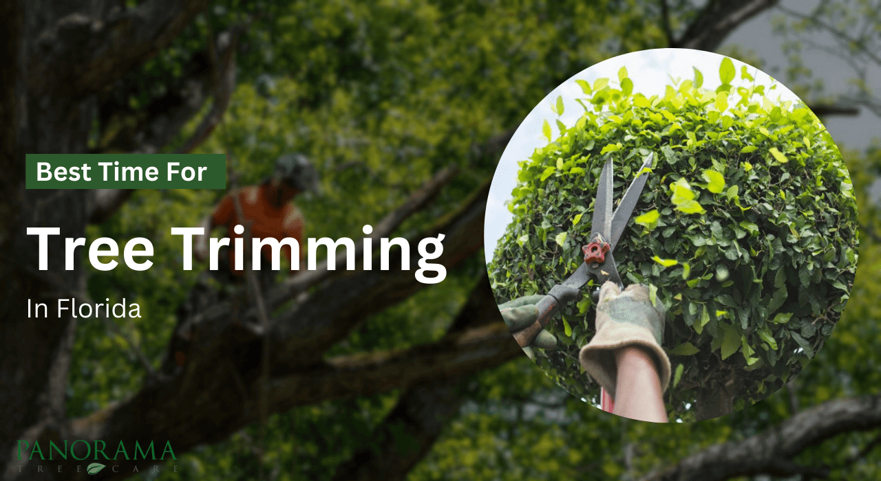 The Best Time for Tree Trimming in Florida and Why