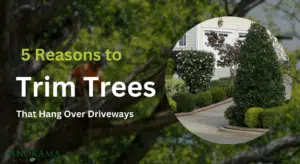 Reasons to Trim Trees That Hang Over Driveways