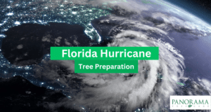 hurricane tree preparation