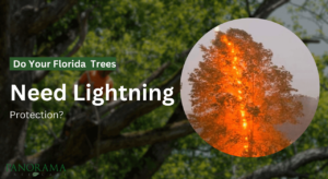 Do Your Florida Trees Need Lightning Protection Systems?