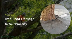 Addressing Tree Root Damage