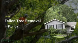Fallen Tree Removal in Florida