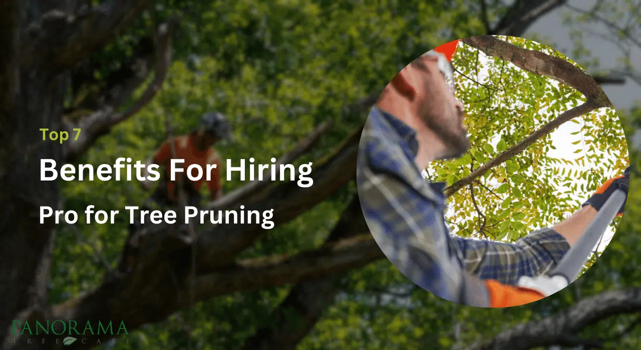 Hire a Pro for Tree Pruning