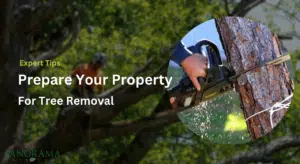 Preparing Your Property for tree removal