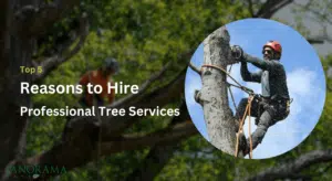 Reasons to Hire Professional Tree Services for Your Home