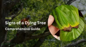 Signs of a Dying Tree