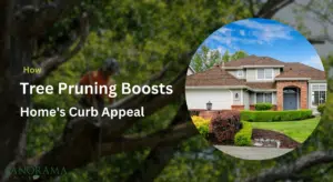 Tree Pruning Boosts Your Home's Curb Appeal