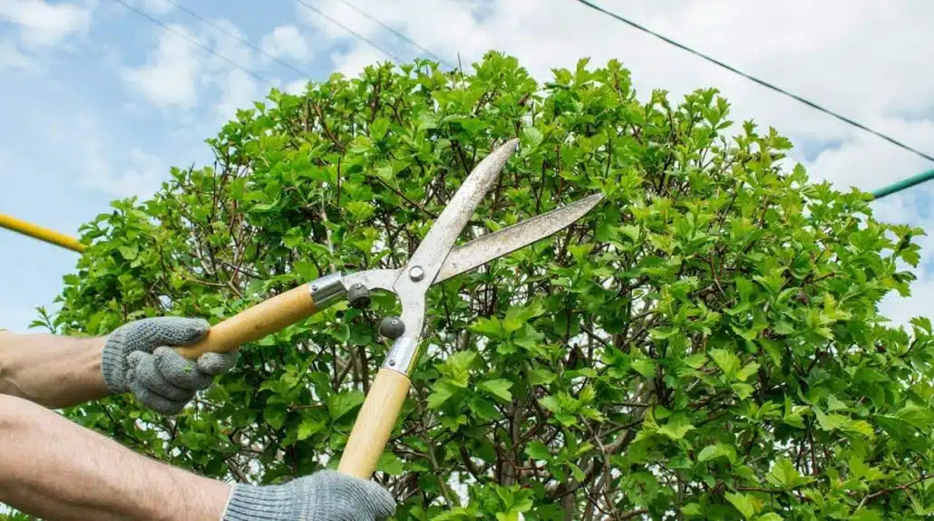 Tree Pruning and Its Impact on Curb Appeal