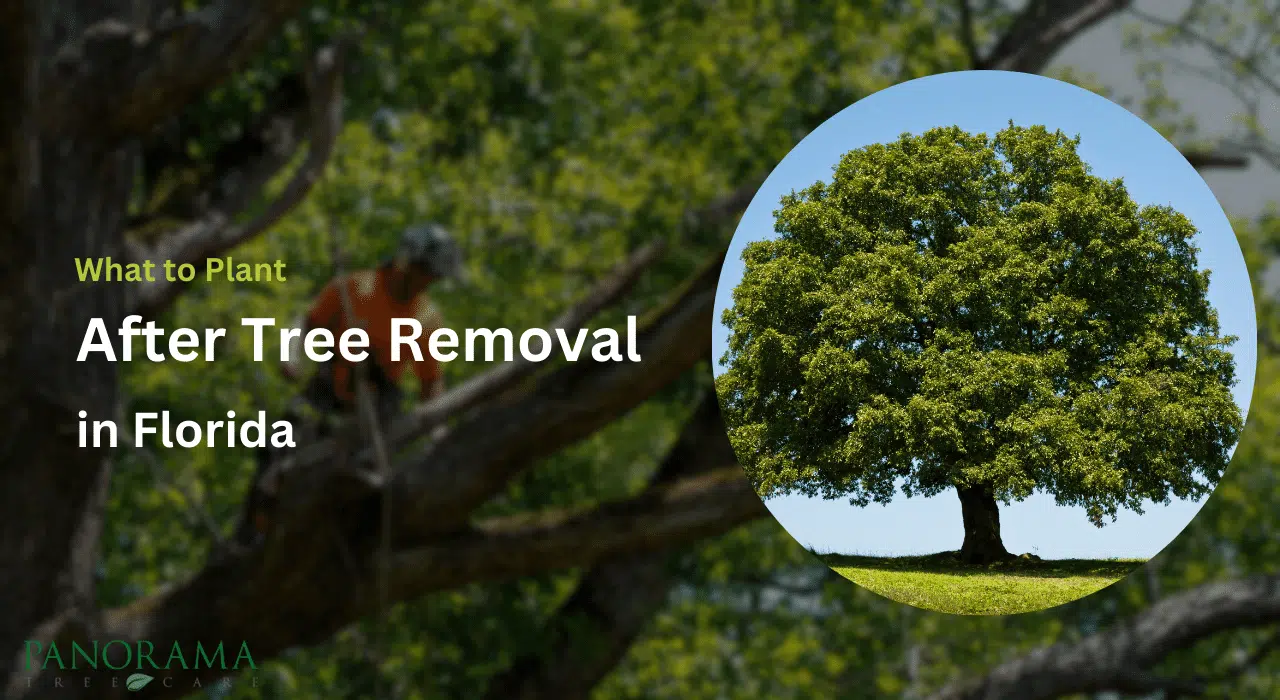 What to Plant After Tree Removal